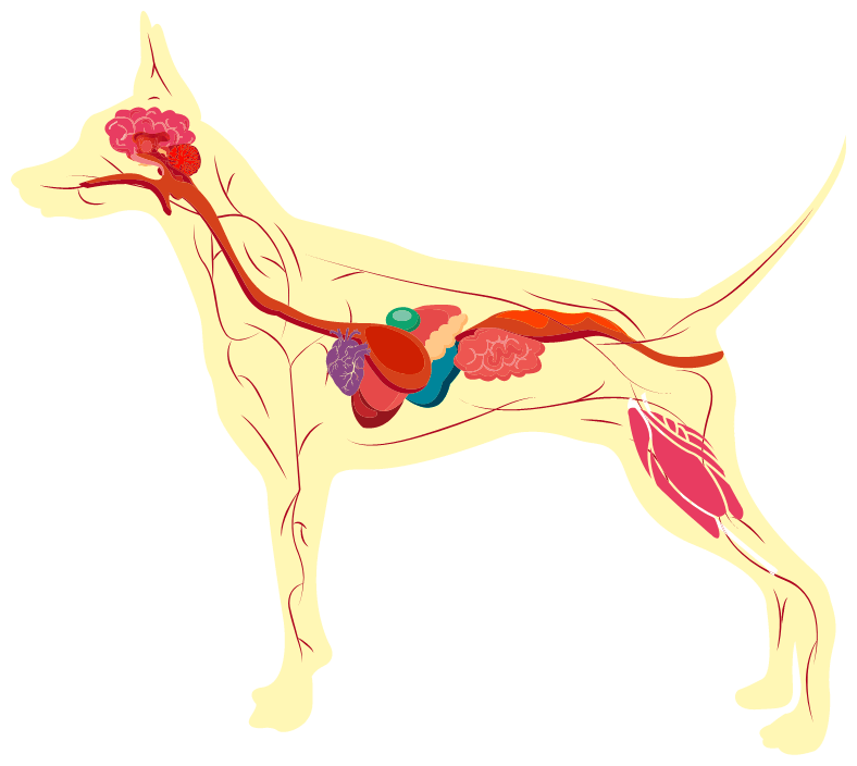 Image of dog showing major organ and circulatory systems