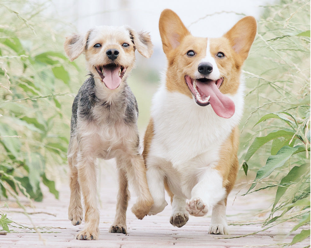 How CBD & CBG Can Help with Your Dog’s Socialization