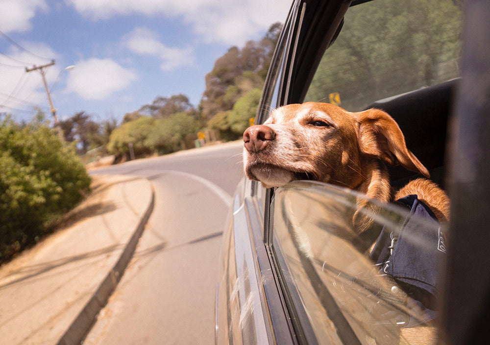 The Primal Guide to Traveling with Dogs